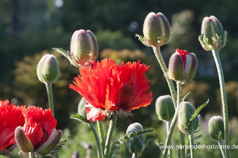 Papaver orientale 'Türkenlouis' 9 x 9 cm Topf 0,5 Liter 