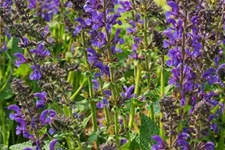 Salvia pratensis Fash. 'Midnight Model' -R- 1 Liter Topf 