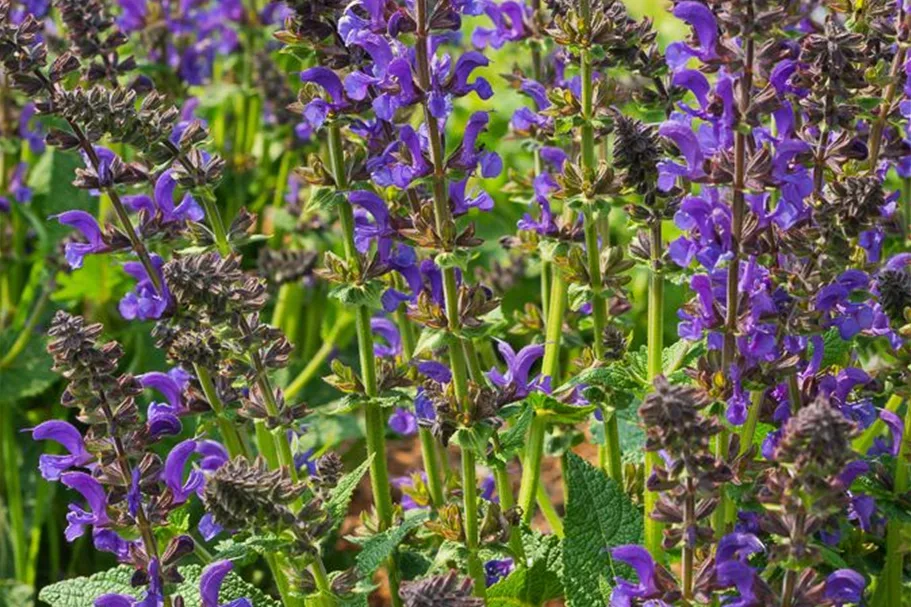 Salvia pratensis Fash. 'Midnight Model' -R- 1 Liter Topf 