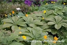 Rodgersia podophylla 'Rotlaub' 1 Liter Topf 