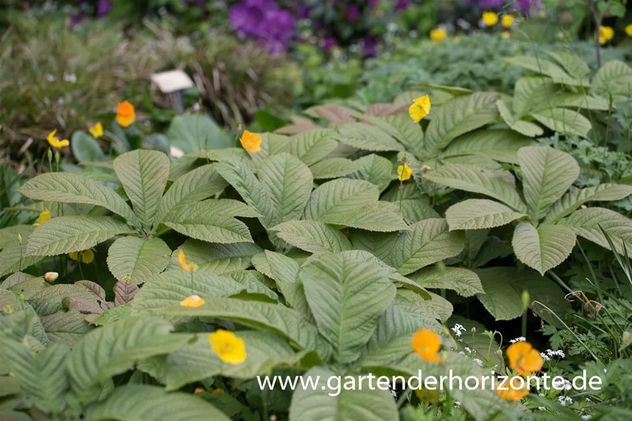 Rodgersia podophylla 'Rotlaub' 1 Liter Topf 