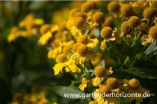 Sonnenbraut 'Sonnenwunder' 1 Liter Topf