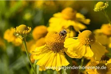 Sonnenbraut 'Sonnenwunder' 1 Liter Topf