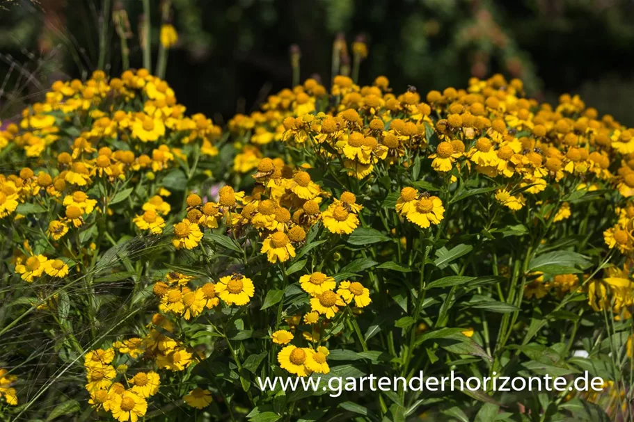 Sonnenbraut 'Sonnenwunder' 1 Liter Topf