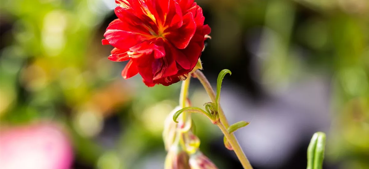 Sonnenröschen 'Cerise Queen' 9 x 9 cm Topf 0,5 Liter