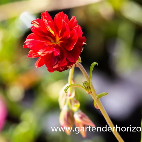 Sonnenröschen 'Cerise Queen'