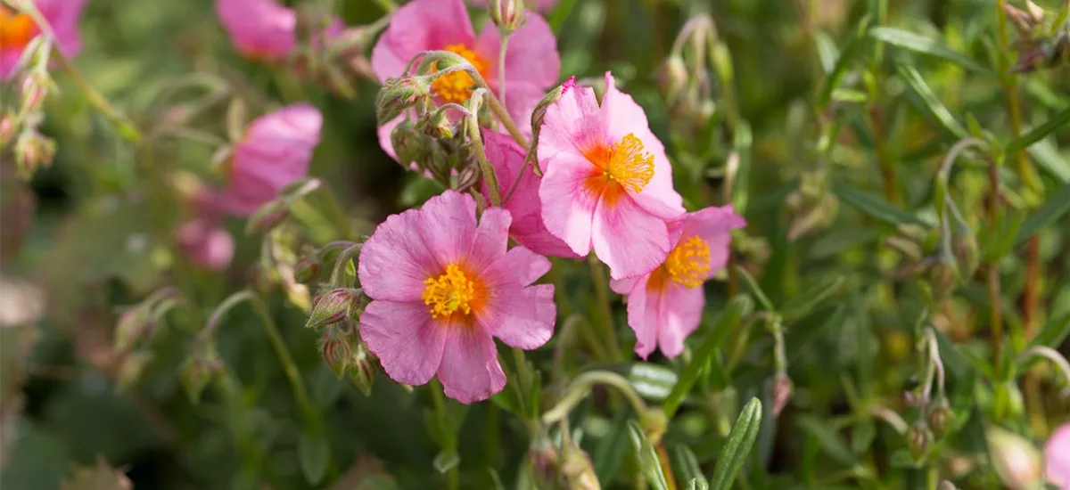 Sonnenröschen 'Lawrensons Pink' 9 x 9 cm Topf 0,5 Liter