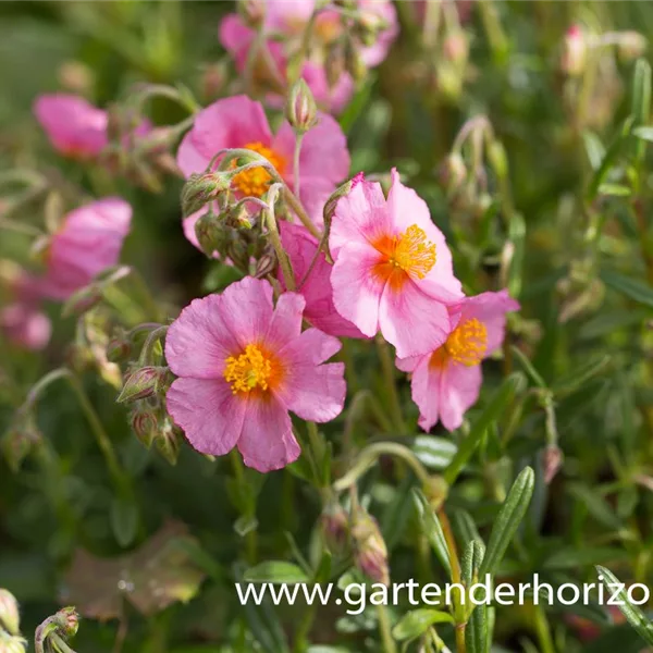 Sonnenröschen 'Lawrensons Pink'