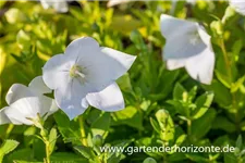 Platycodon grandiflorus 'Astra Weiß' 9 x 9 cm Topf 0,5 Liter 