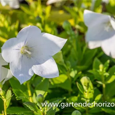 Platycodon grandiflorus 'Astra Weiß'