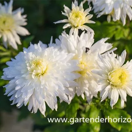 Winteraster 'Larry'