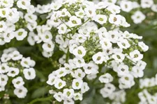 Alyssum, Lobularia maritima 'Snow Princess' 12 cm