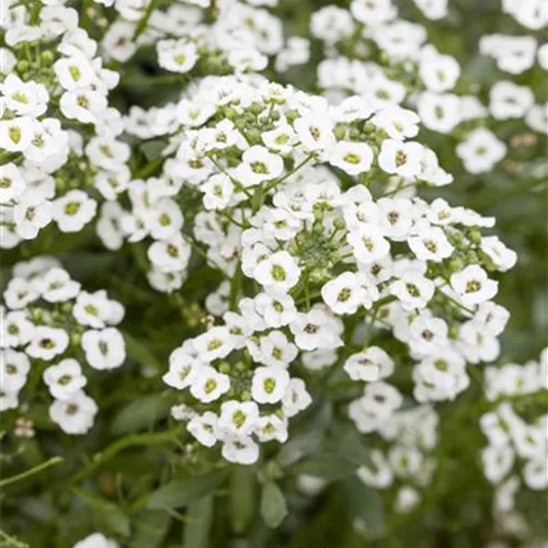 Alyssum, Lobularia maritima 'Snow Princess'