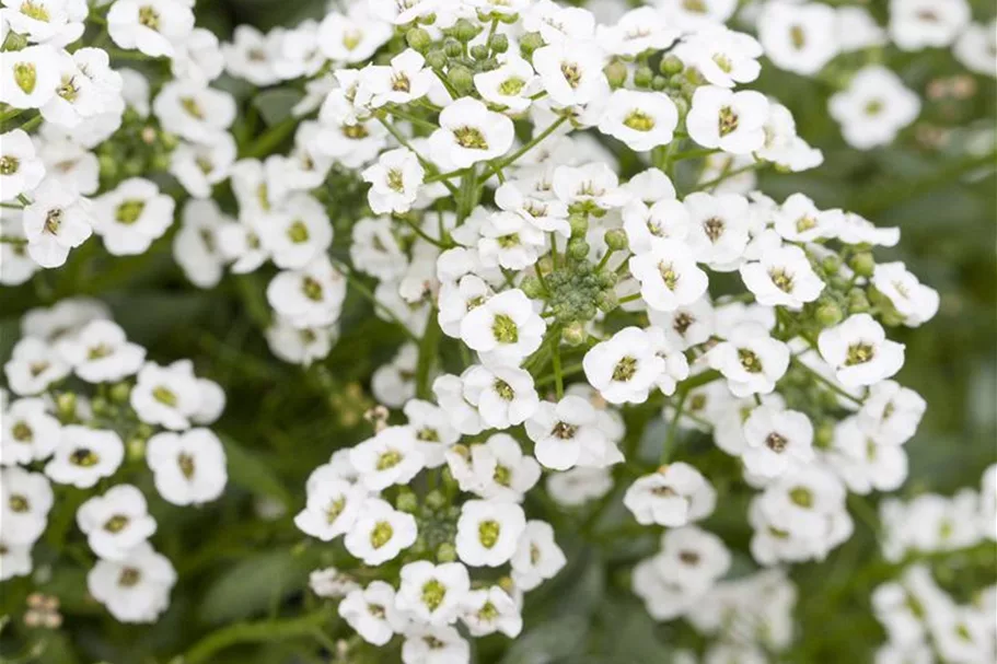 Alyssum, Lobularia maritima 'Snow Princess' 12 cm