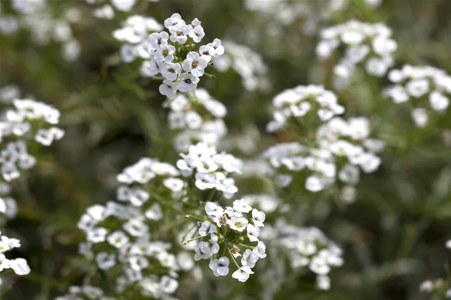 Alyssum, Lobularia maritima 'Snow Princess' 12 cm