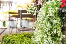 Alyssum, Lobularia maritima 'Snow Princess' 12 cm