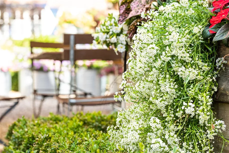 Alyssum, Lobularia maritima 'Snow Princess' 12 cm