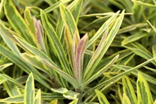 Euphorbia polychroma 'Ascot Rainbow' 12 cm