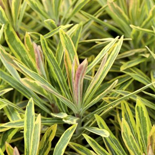 Euphorbia polychroma 'Ascot Rainbow'