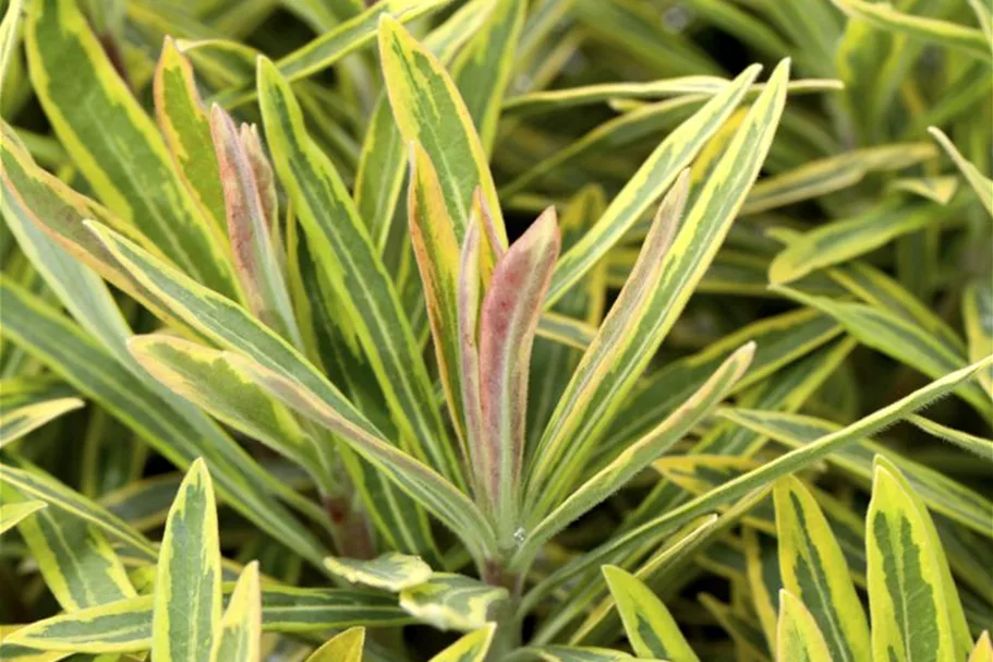 Euphorbia polychroma 'Ascot Rainbow' 12 cm