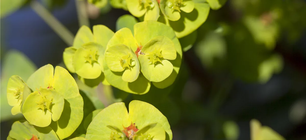 Euphorbia x martinii 'Athene' 12 cm