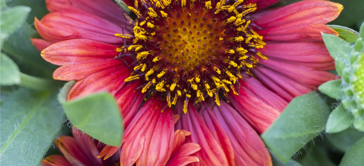 Gaillardia x grandiflor 13 cm