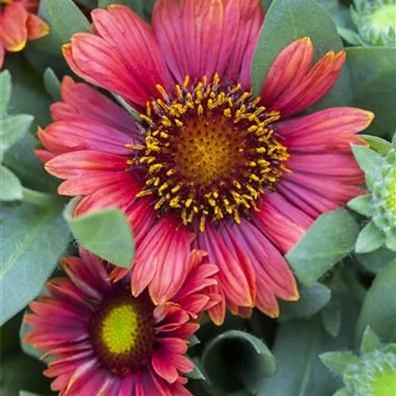 Gaillardia x grandiflor