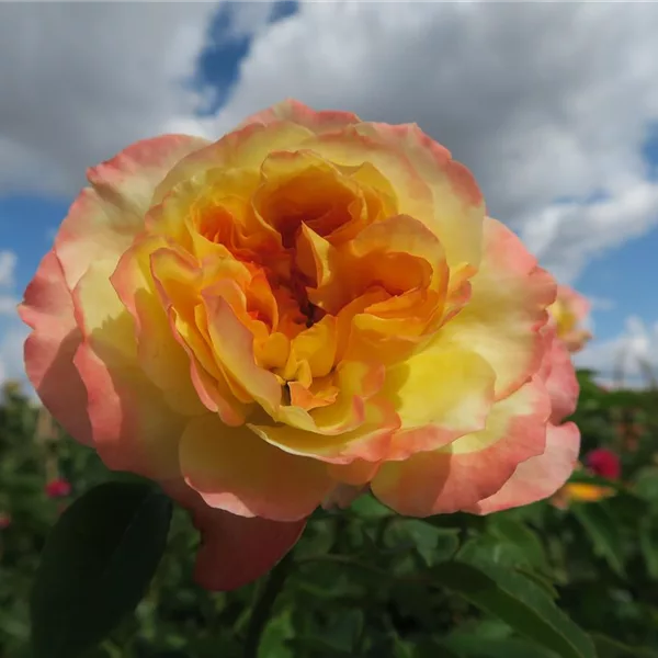 Edelrose 'Henri Delbard'®