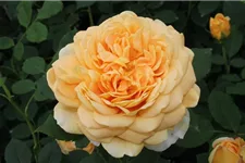 Strauchrose 'Golden Celebration'® 5 Liter Topf