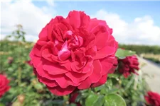 Edelrose 'Bellevue'® 4 Liter Topf