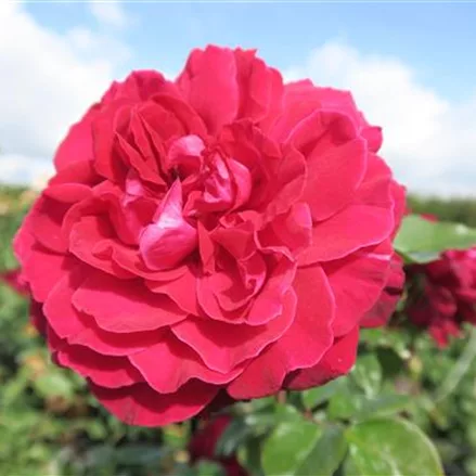 Edelrose 'Bellevue'® 