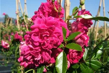 Kletterrose 'Super Excelsa' ® ADR Rambler 5 Liter Topf