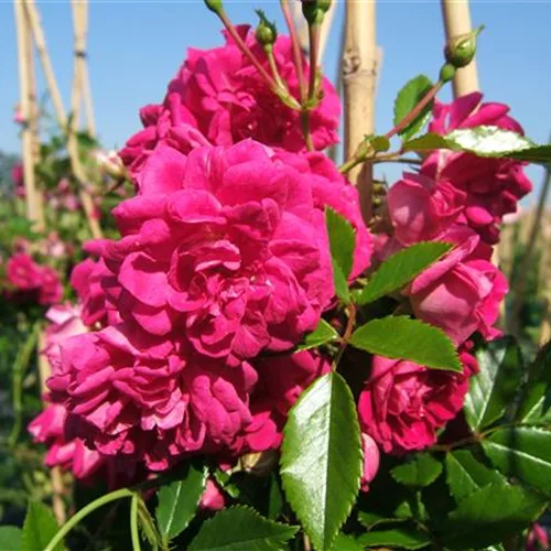 Kletterrose 'Super Excelsa' ® ADR Rambler