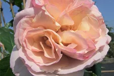 Strauchrose 'Herkules'® 5 Liter Topf