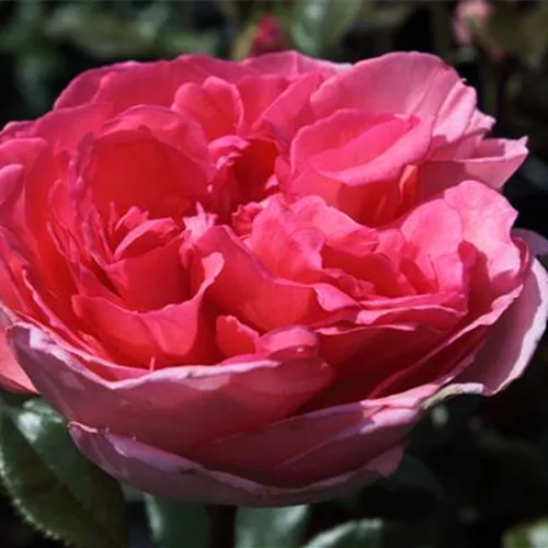 Edelrose 'Fragonard' ®