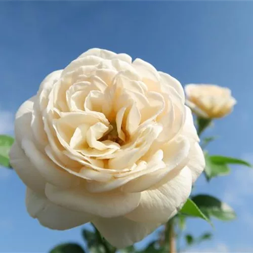 Strauchrose 'Artemis® 