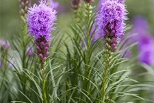 Liatris spicata 1 Liter Topf 