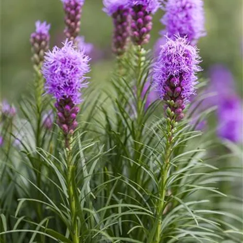 Liatris spicata