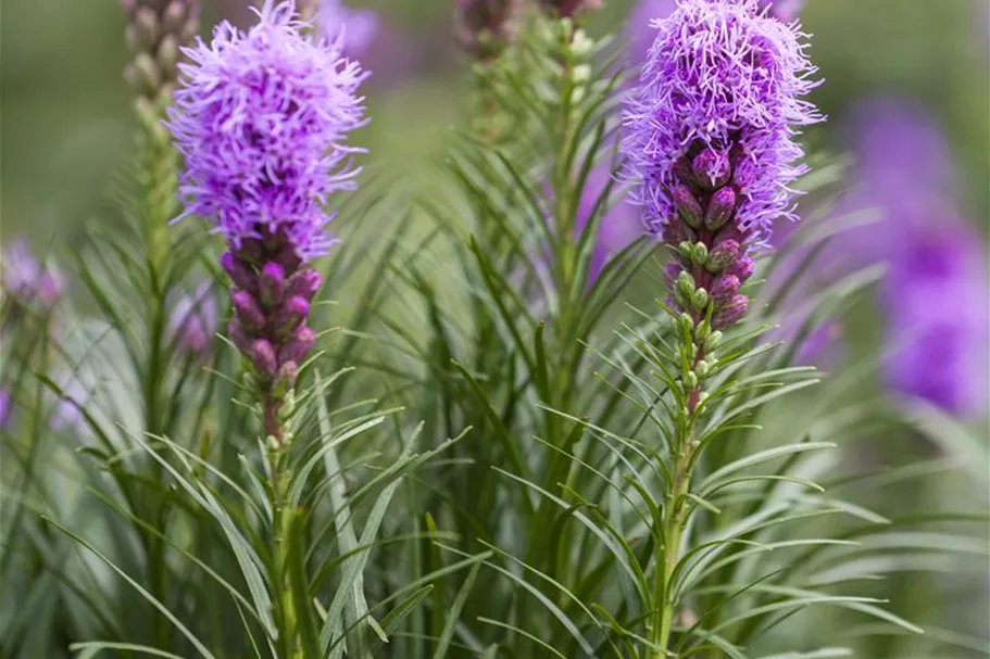 Liatris spicata 1 Liter Topf 