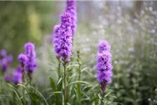 Liatris spicata 1 Liter Topf 