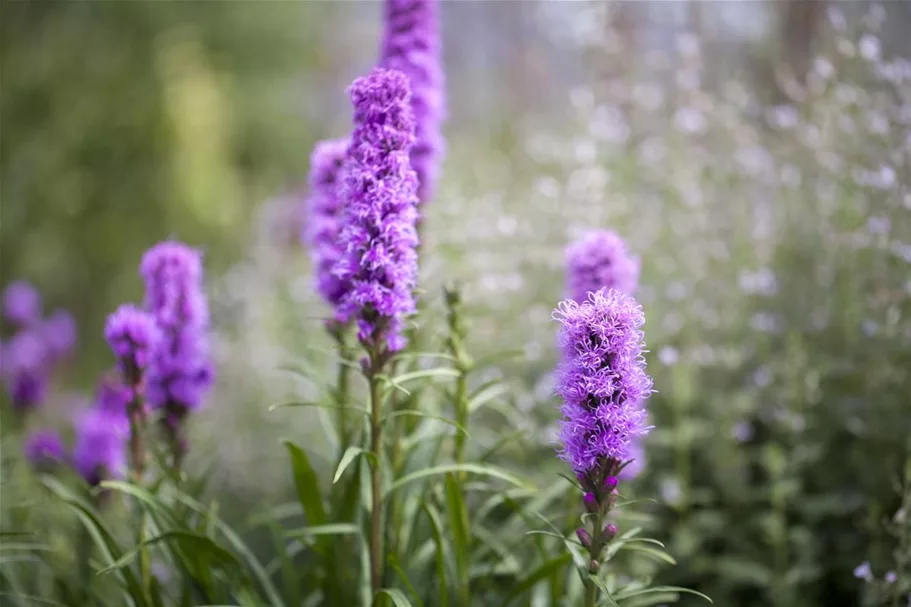 Liatris spicata 1 Liter Topf 