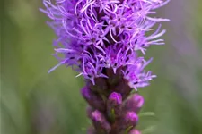 Liatris spicata 1 Liter Topf 