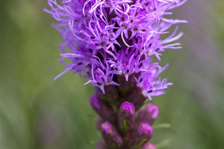 Liatris spicata 1 Liter Topf 