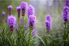 Liatris spicata 1 Liter Topf 