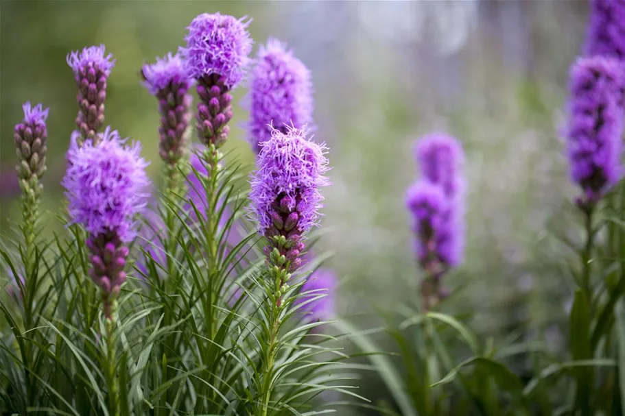 Liatris spicata 1 Liter Topf 