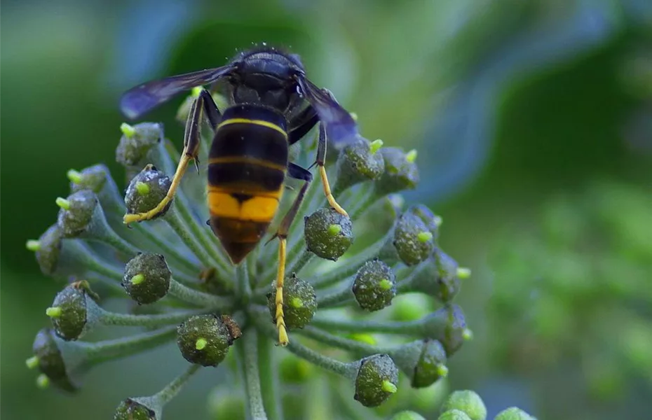 Hornissen im naturnahen Garten