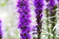 Liatris spicata 1 Liter Topf 