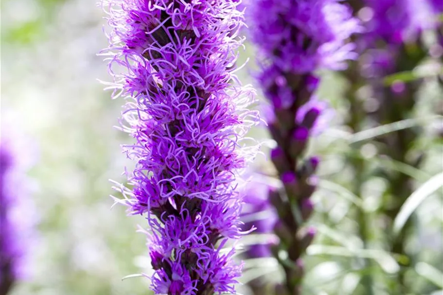 Liatris spicata 1 Liter Topf 