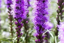 Liatris spicata 1 Liter Topf 