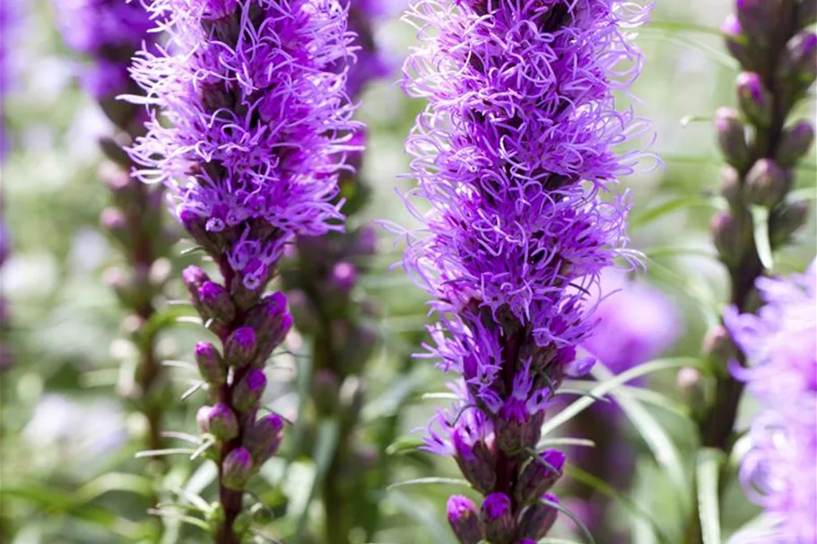 Liatris spicata 1 Liter Topf 